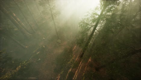 Drohne-Bricht-Durch-Den-Nebel,-Um-Mammutbäume-Und-Kiefern-Zu-Zeigen